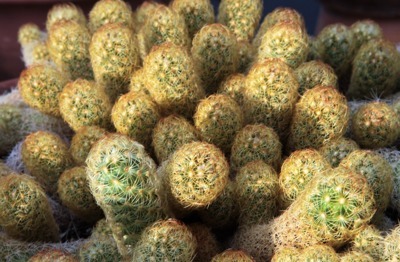 Mamillaria elongata cv Gold