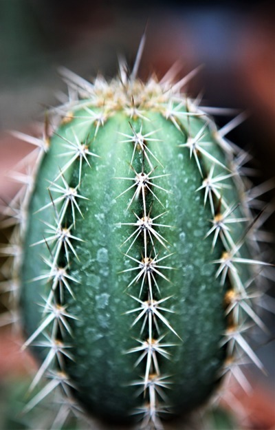 Armatocereus matucanensis