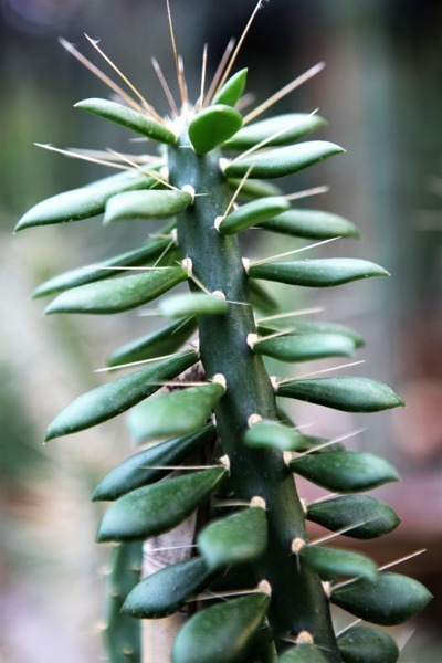 Quiabentia zehntneri