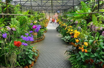 สวนกล้วยไม้9 สวนกล้วยไม้9