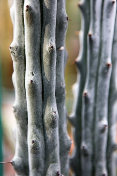 Steneocereus beneckii