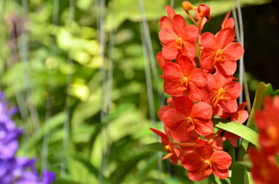 สวนกล้วยไม้13 สวนกล้วยไม้13