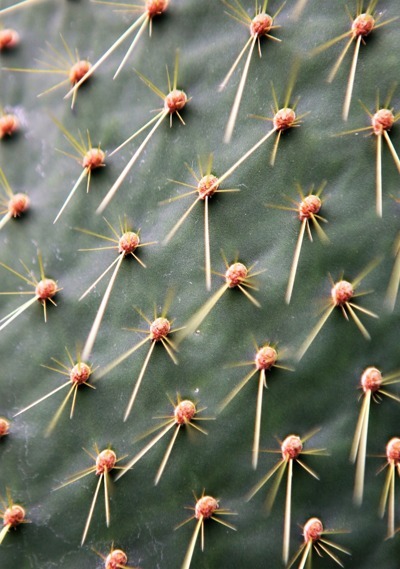 Opuntia galapageia ssp galapageia