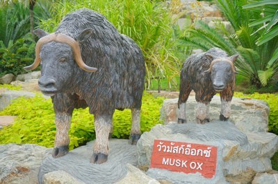 วัวมัสก์อ็อกซ์