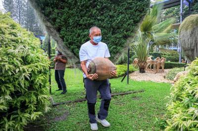 มะพร้าวทะเล มะพร้าวทะเล