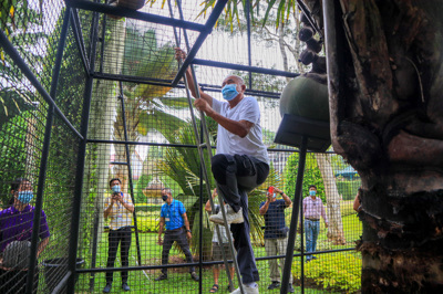 มะพร้าวยักษ์ มะพร้าวยักษ์