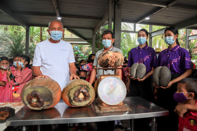 มะพร้าวทะเล มะพร้าวทะเล