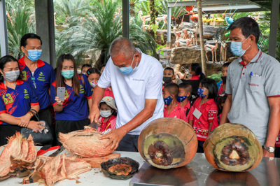 มะพร้าวยักษ์ มะพร้าวยักษ์