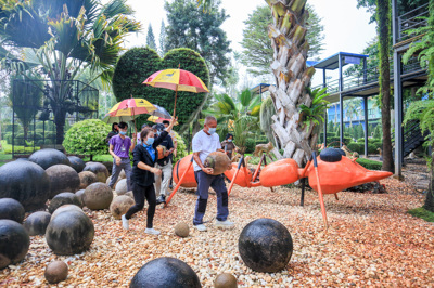 มะพร้าวยักษ์ มะพร้าวยักษ์