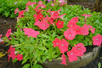 Magnolia and Annuals (มณฑาและไม้ดอก)