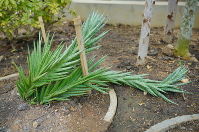 Sansevieria (ลิ้นแม่ยาย)