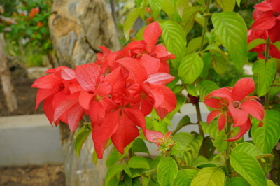 Mussaenda and Canna (ดอนญ่าและพุทธรักษา)