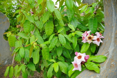  Fragrant plants (ไม้ดอกหอม)