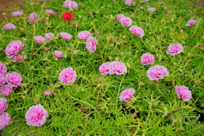 Portulaca and Dracaena (คุณนายตื่นสายและดราเซียน่า)