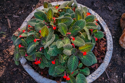 Episcia cupreata Karlyn (อีพีสเซีย คิวพริตทา คาร์ลิน)