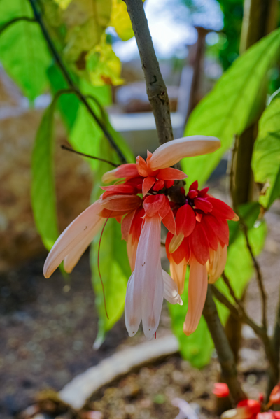 Calycacanthus magnusianus (คาลิคาแคนทัส แมกนูเซียนัส) Calycacanthus magnusianus (คาลิคาแคนทัส แมกนูเซียนัส)