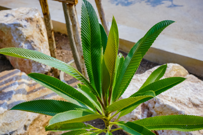 Dillenia indica (ดิลลีเนีย อินดีคา) Dillenia indica (ดิลลีเนีย อินดีคา)