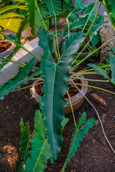 Philodendron williamsii  (ฟิโลเดนดรอน วิลเลียมซี)