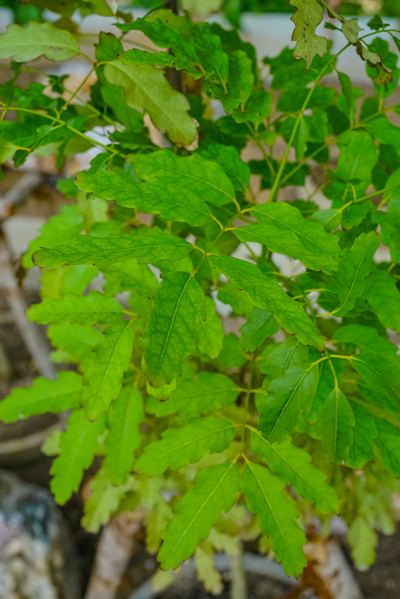 Cupaniopsis sp. (คิวพานิอ๊อบซิส) Cupaniopsis sp. (คิวพานิอ๊อบซิส)