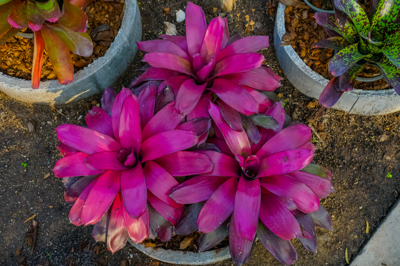 Neoregelia Purple Star Neoregelia Purple Star