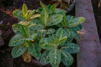 ทางช้างเผือก Aglaonema Sp. “Kankluai” อโกลนีมา เอสพี  “ก้านกล้วย”