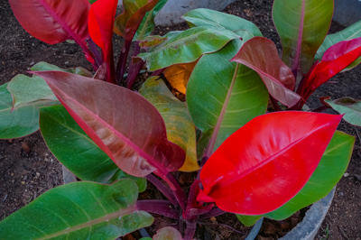 Philodendron Red Sun (ฟิโลเดนดรอน เรด ซัน)