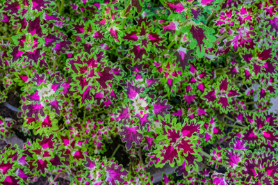 Colrus wisley tapestry