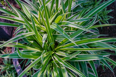 Chlorophytum comosum variegated (โคลโรพีทัม โคโมซั่ม วารีเกต) Chlorophytum comosum variegated (โคลโรพีทัม โคโมซั่ม วารีเกต)