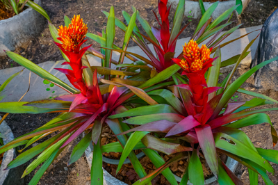 Guzmania decola