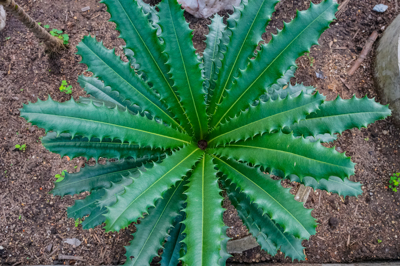 Theophrasta jussieui (ทีโอพราสตา จัสซีอุย) Theophrasta jussieui (ทีโอพราสตา จัสซีอุย)