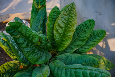 Anthurium superbum (แอนทูเรียม ซูเปอร์บัม)