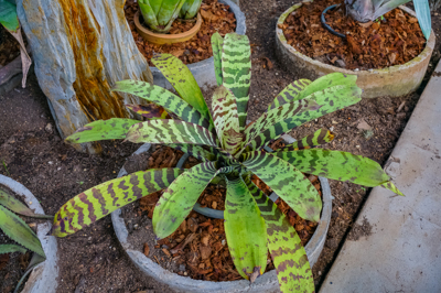 Vriesia Splendriette (วรีสเซีย สเพลนเดรต) Vriesia Splendriette (วรีสเซีย สเพลนเดรต)