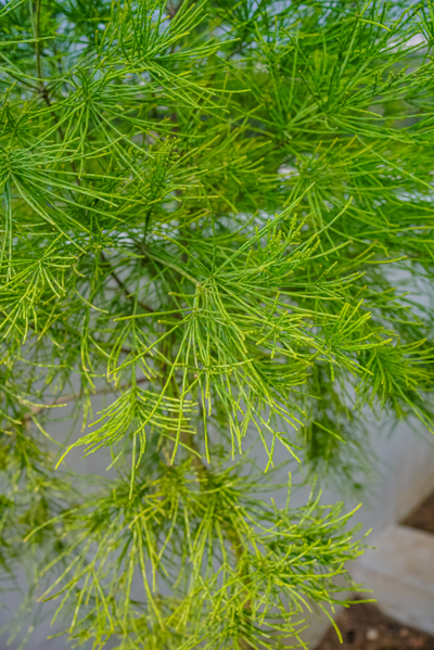 Gymnostoma deplancheanum (ยิมโนสโตมา ดิแพลนเชียนัม) Gymnostoma deplancheanum (ยิมโนสโตมา ดิแพลนเชียนัม)