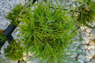 Tillandsia ionantha Tillandsia ionantha