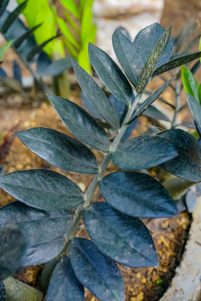 Zamioculcas zamiifolia Raven (ซามีโอคัลเคส ซามีโฟเลีย เรเวน) Zamioculcas zamiifolia Raven (ซามีโอคัลเคส ซามีโฟเลีย เรเวน)