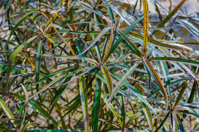 Terminalia bentzoe (เตอร์มีนาเลีย เบนท์โซว์) Terminalia bentzoe (เตอร์มีนาเลีย เบนท์โซว์)