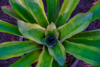 Aechmea lueddemanniana Mend Aechmea lueddemanniana Mend