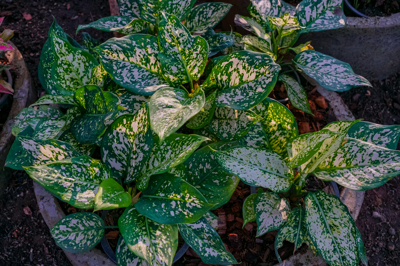 อัญมณีสีขาว Aglaonema Sp. “Anyamanniknaw”  อโกลนีมา เอสพี อัญมณีขาว