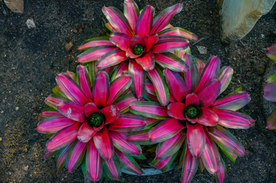 Neoregelia Panama Neoregelia Panama