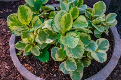 Peperomia magnoliifolia variegated (พีพีโรเมีย แม๊คโนลีฟอเลีย) Peperomia magnoliifolia variegated (พีพีโรเมีย แม๊คโนลีฟอเลีย)