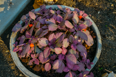 Episcia cv. Strawberry Patch (อีพิสเซีย ซีวี สตรอวเบอรี แพ๊ทช์ )