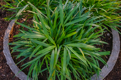 Rhapis subtilis dwarf Rhapis subtilis dwarf