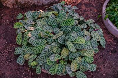 ctenanthe burle-marxii (ทีเนนที  เบอร์ลี มาร์ซี)