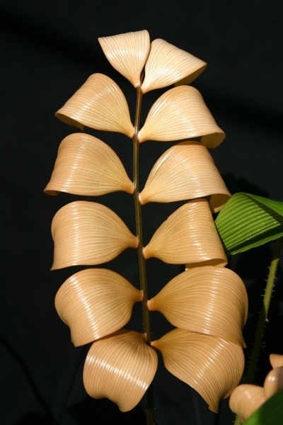 Zamia amplifolia (7) Zamia amplifolia (7)