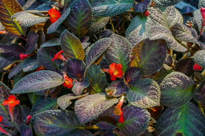 Begonia  (บีโกเนีย) และ Episia (พรมญี่ปุ่น)