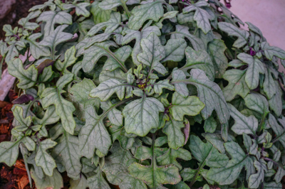 Rare Plants (พันธุ์ไม้หายาก)