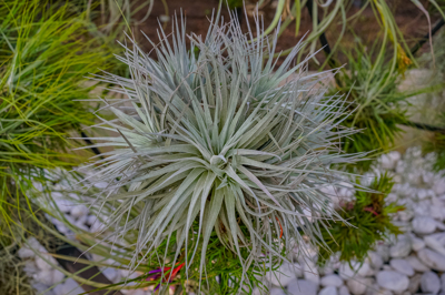 Tillandsia Cotton Candy Tillandsia Cotton Candy