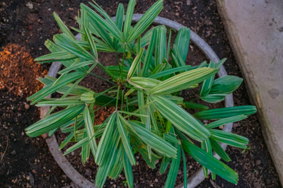 Rhapis excelsa 'Ginsekai' Rhapis excelsa 'Ginsekai'
