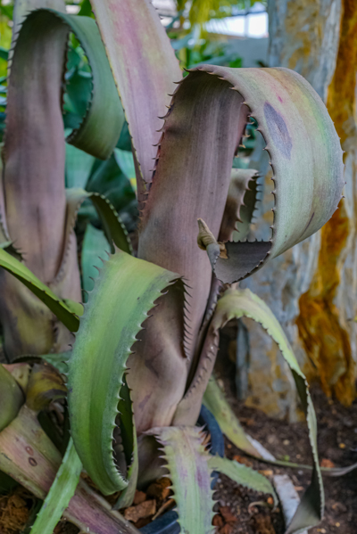 Aechmea tocantina (เอชเมีย โทคานทินา) Aechmea tocantina (เอชเมีย โทคานทินา)