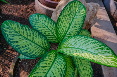 Dieffenbachia Tropic Snow (ดิฟเฟนบาเกีย โทรพิค สโนว์) 